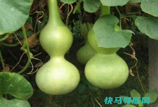 葫芦不适合人佩戴？挂葫芦有什么禁忌